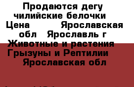 Продаются дегу (чилийские белочки) › Цена ­ 350 - Ярославская обл., Ярославль г. Животные и растения » Грызуны и Рептилии   . Ярославская обл.